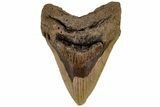 Bargain, Fossil Megalodon Tooth - North Carolina #199698-1